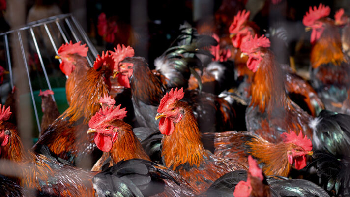 6 lưu ý quản lý thức ăn mà mọi nhà chăn nuôi gia cầm cần biết