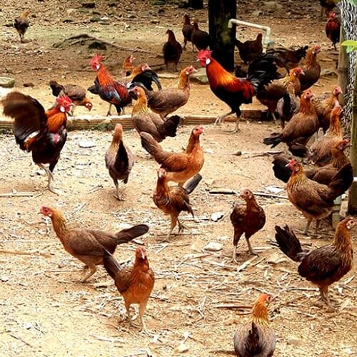 Bán thịt gà đồi sạch chuẩn gà chạy bộ