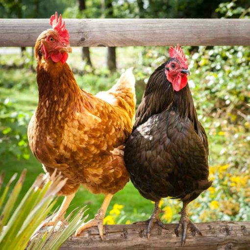 Bán thịt Gà đồi siêu nạc