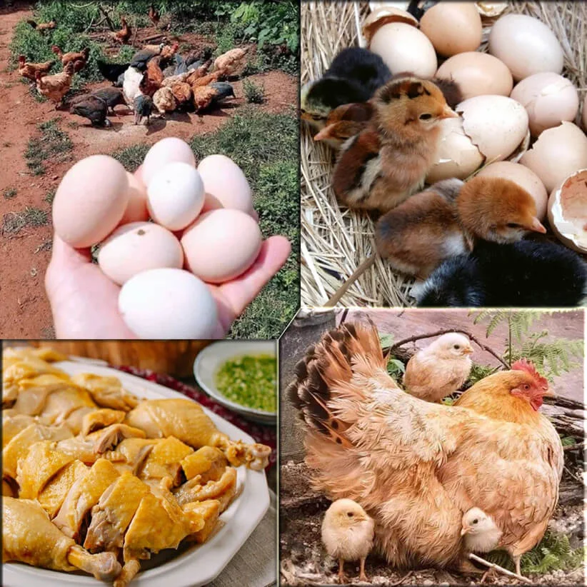 Gà Đồi chạy bộ Tây Bắc (1kg)