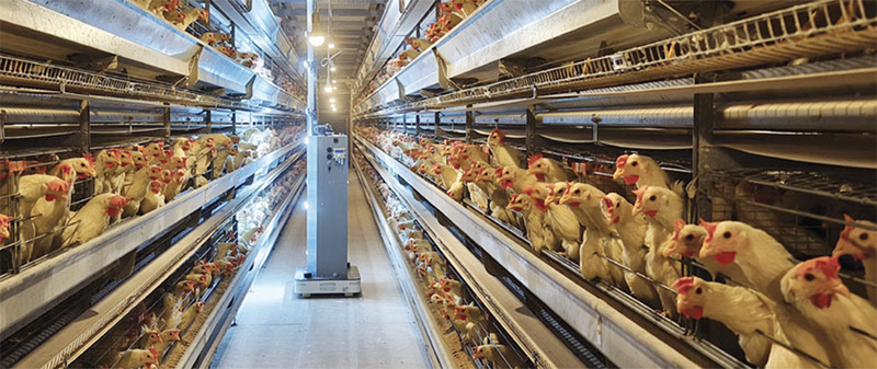 robot ngành trứng